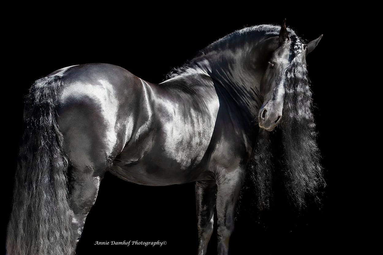 Im so handsome Hidde (Black Friesian Pearl) @Annie Damhof